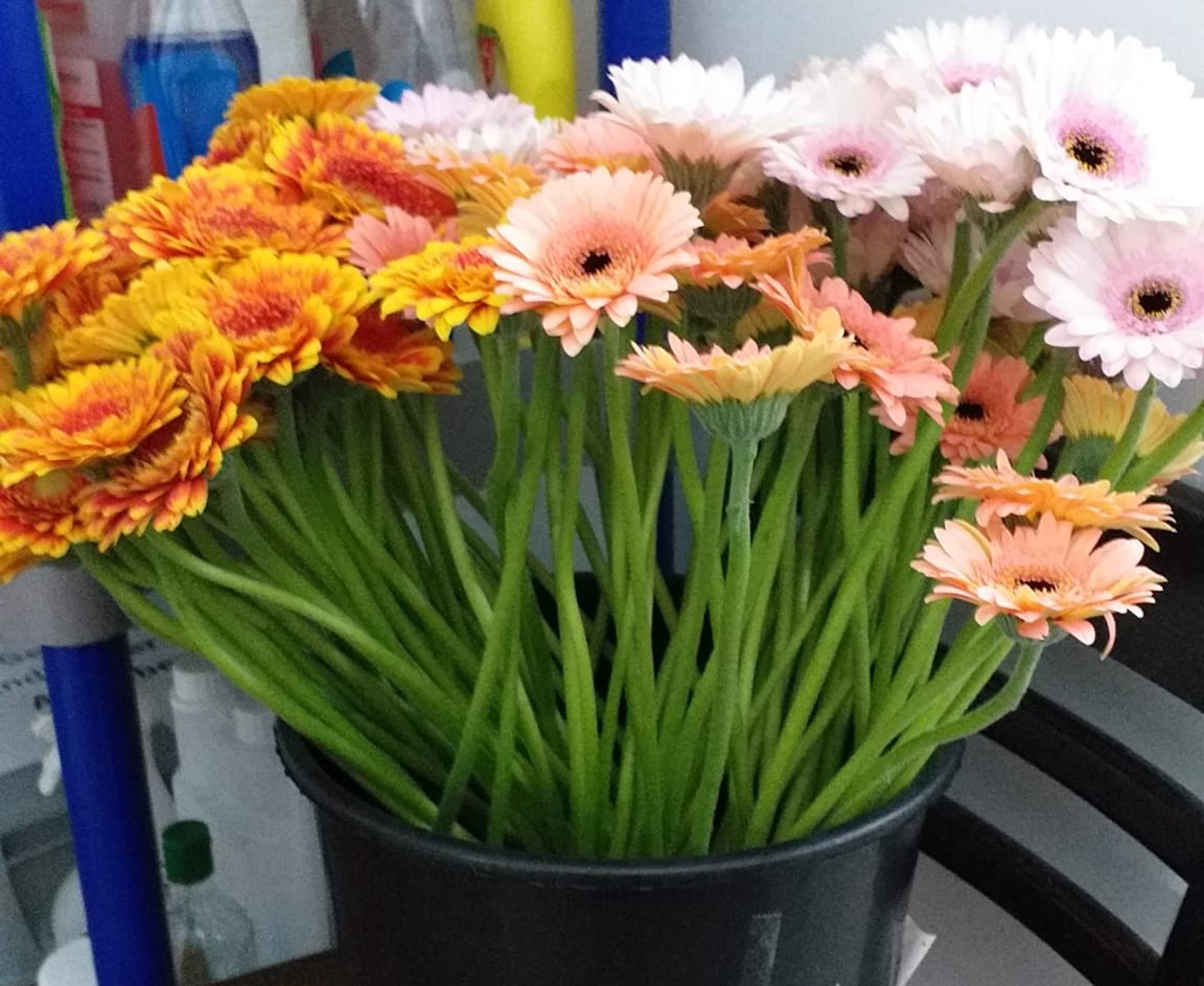 Gelbe, rosane und weiße Blumen in einem Eimer an unserer Tankstelle in Nabburg